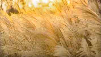 91麻豆糖心内容无法生成说明
